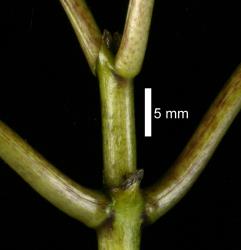 Image: D. Glenny, J. Cruickshank © Landcare Research 2014 